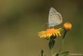 Polyommatus icarus (Çokgözlü Mavi)